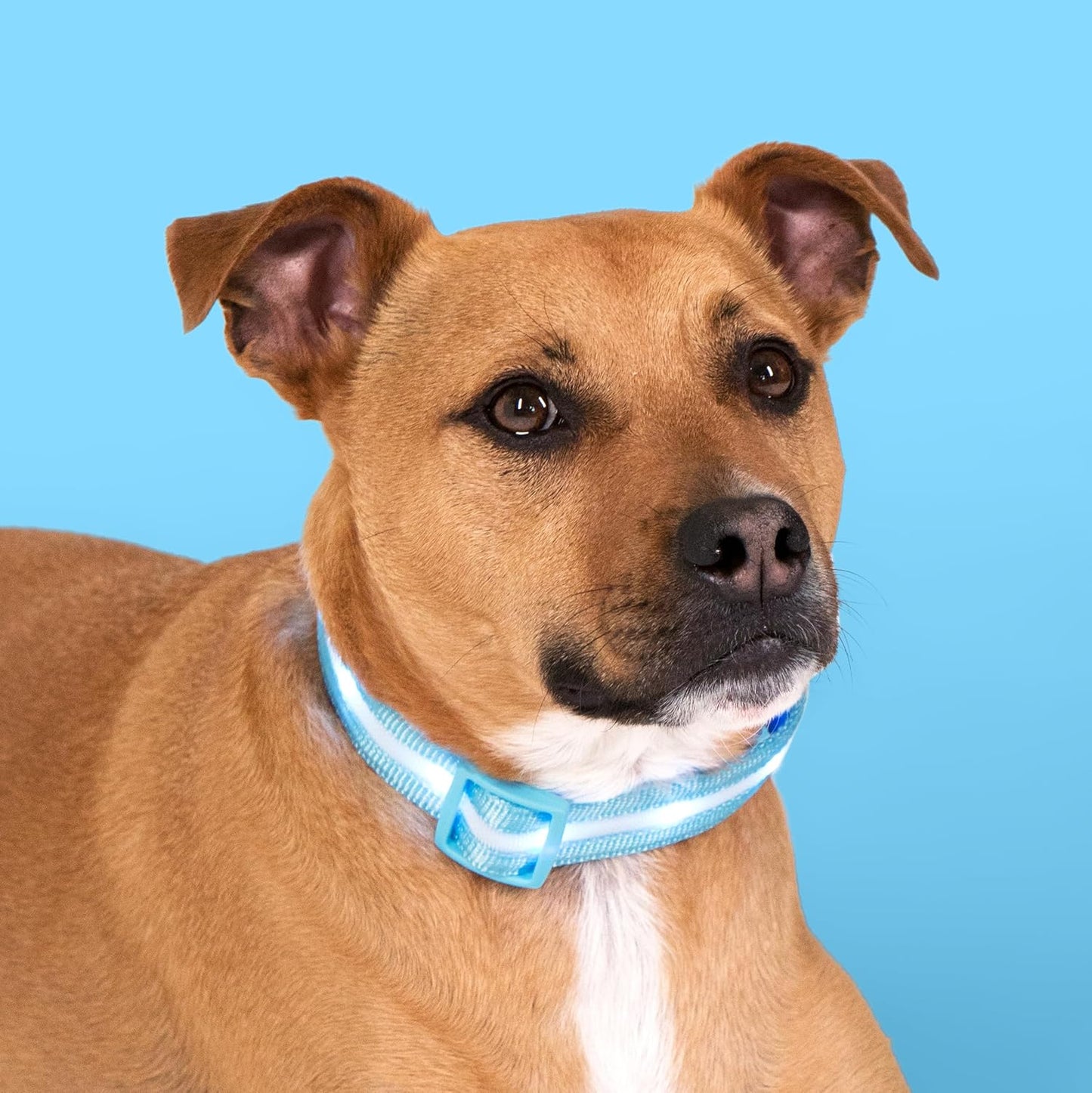 Blazin Light up Dog Collar - the Original LED Dog Collar - USB Rechargeable - Waterproof - 1,000 Feet of Visibility - Dog Collar Light for Small, Medium, Large Dogs - US Brand