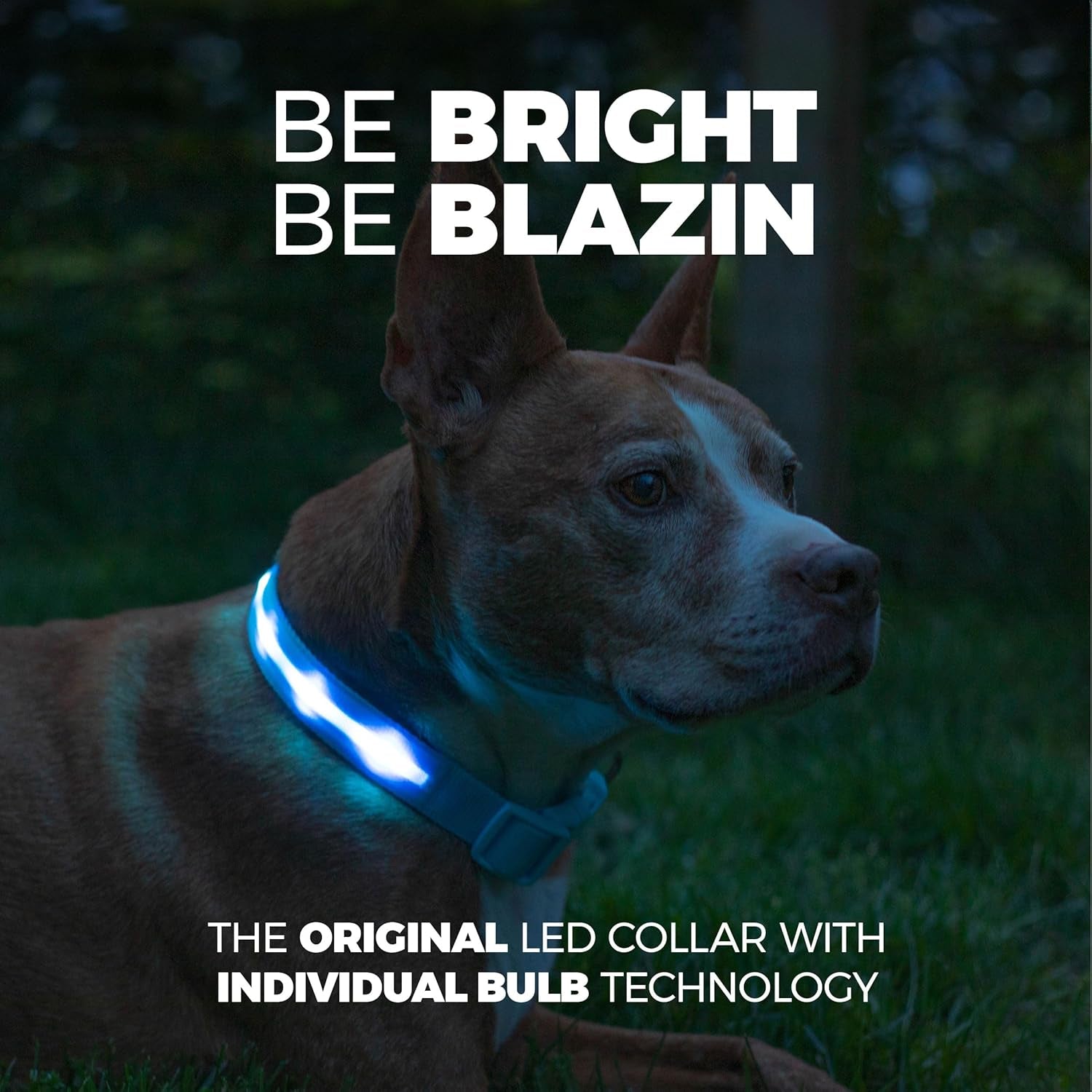 Blazin Light up Dog Collar - the Original LED Dog Collar - USB Rechargeable - Waterproof - 1,000 Feet of Visibility - Dog Collar Light for Small, Medium, Large Dogs - US Brand